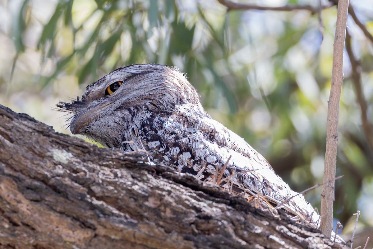 Tawny Frogmouth - ML645282412