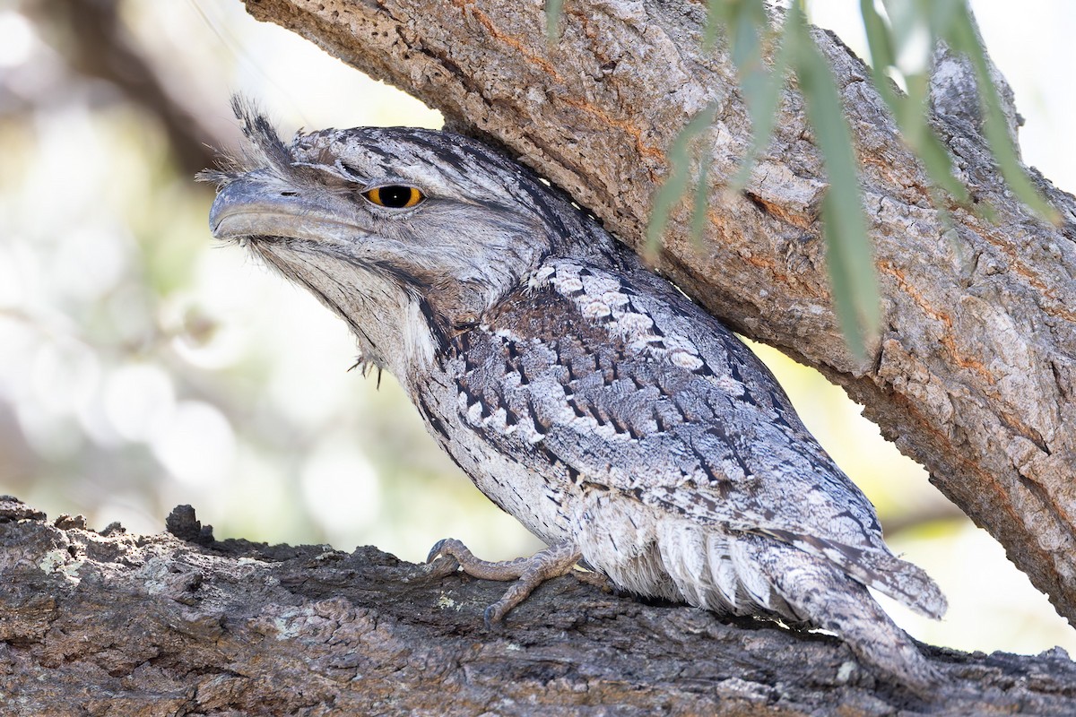 Tawny Frogmouth - ML645282413
