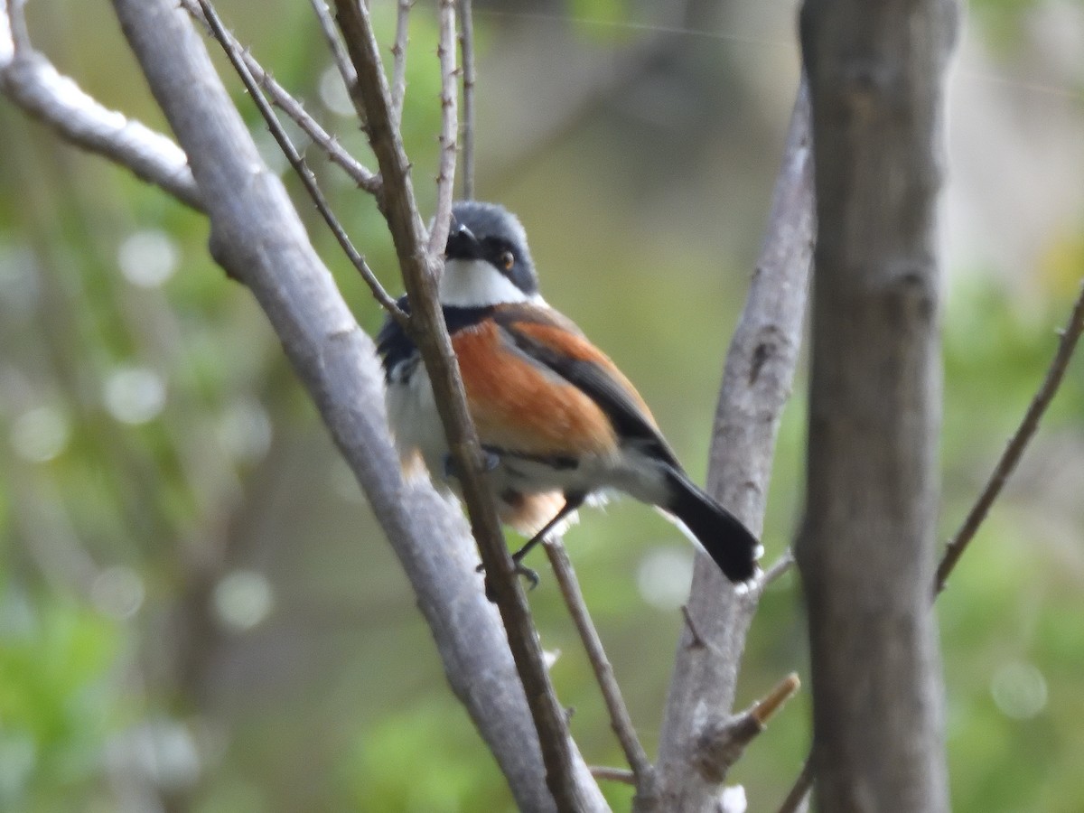 Kapschnäpper - ML645282415