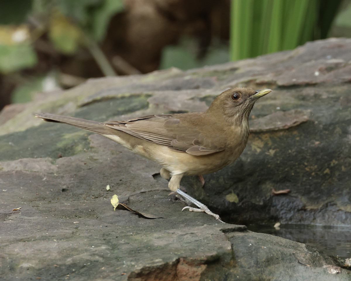 Merle fauve - ML645282430