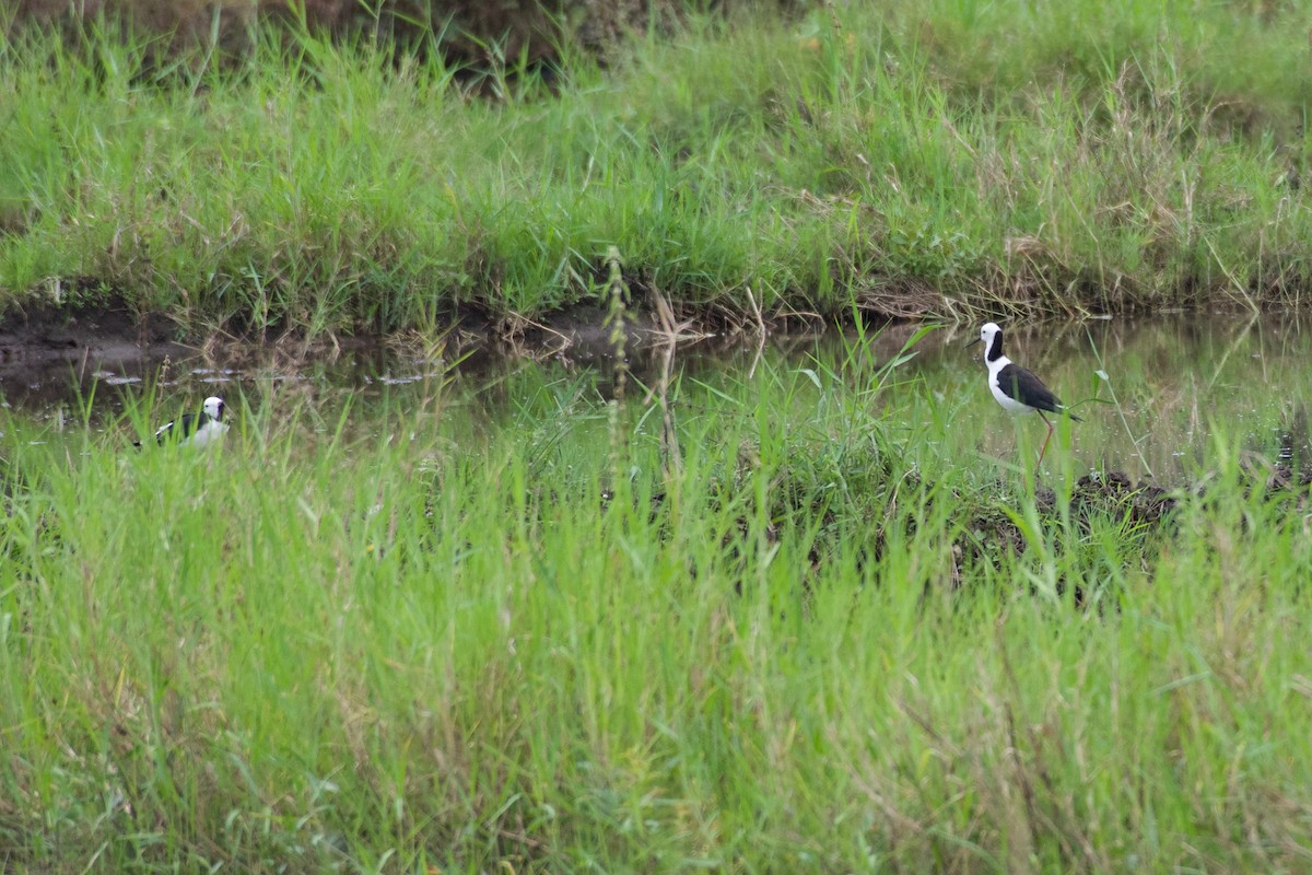 Pied Stilt - ML645282432