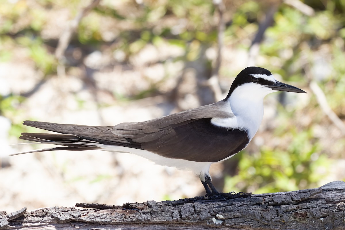 Bridled Tern - ML645282433