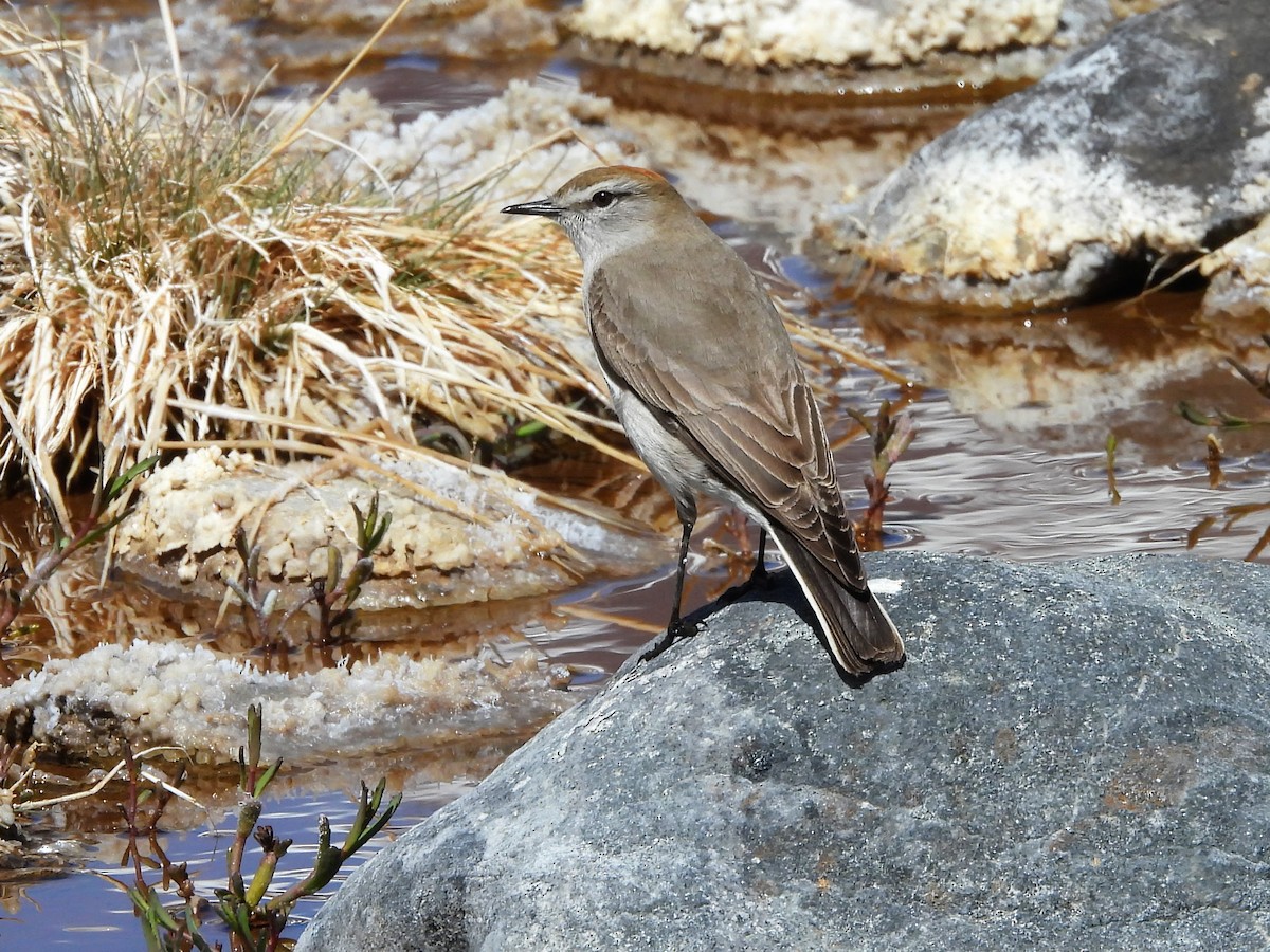 White-browed Ground-Tyrant - ML645282448