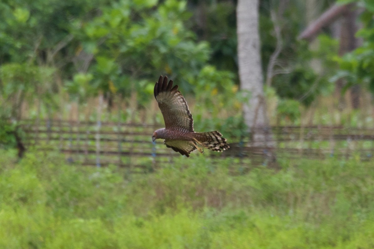 Spotted Harrier - ML645282449