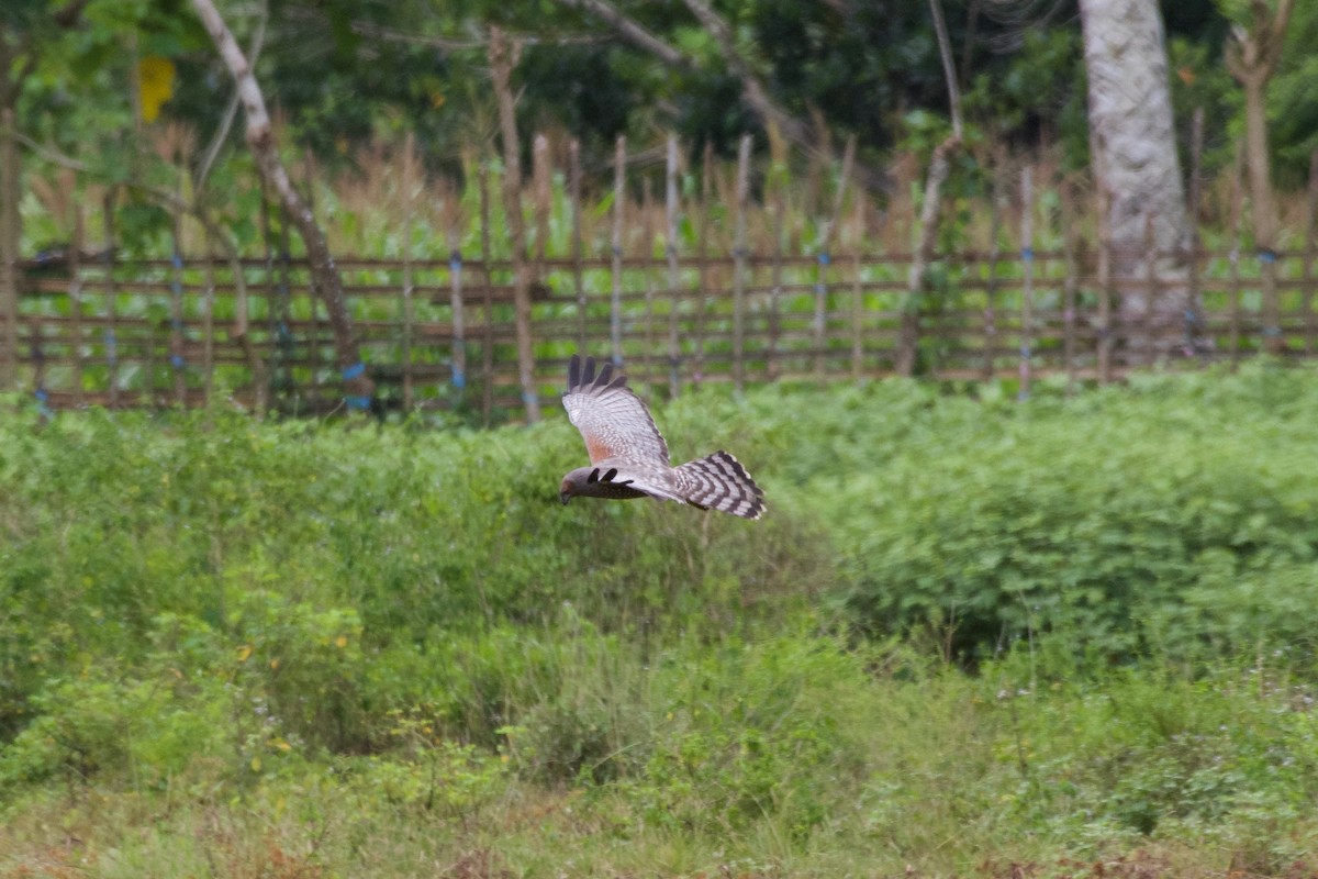 Spotted Harrier - ML645282450