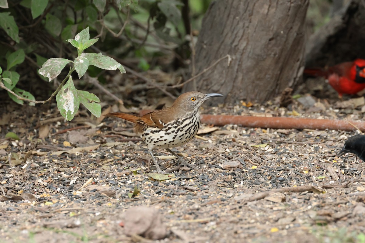 Long-billed Thrasher - ML645282453