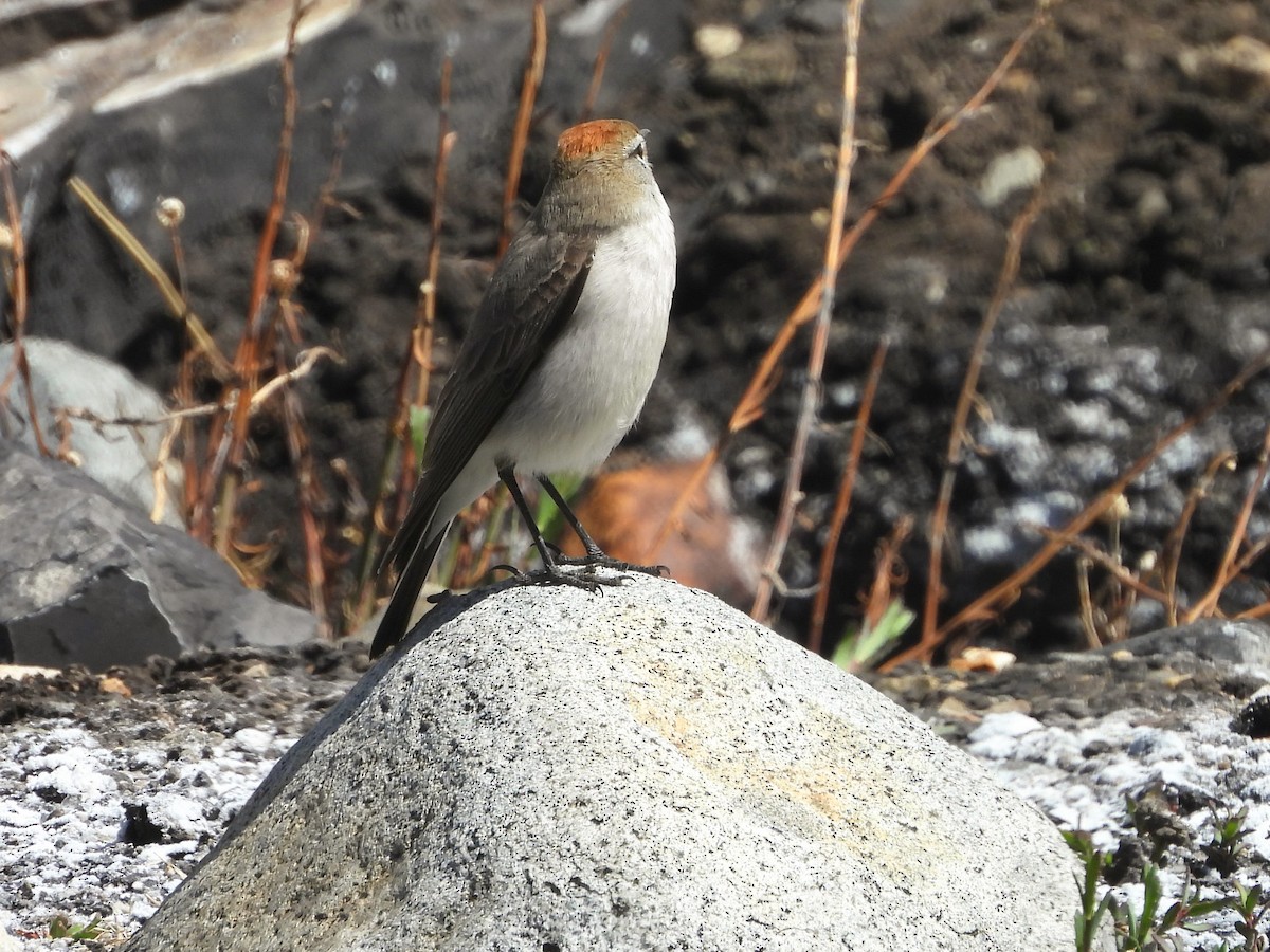 White-browed Ground-Tyrant - ML645282468