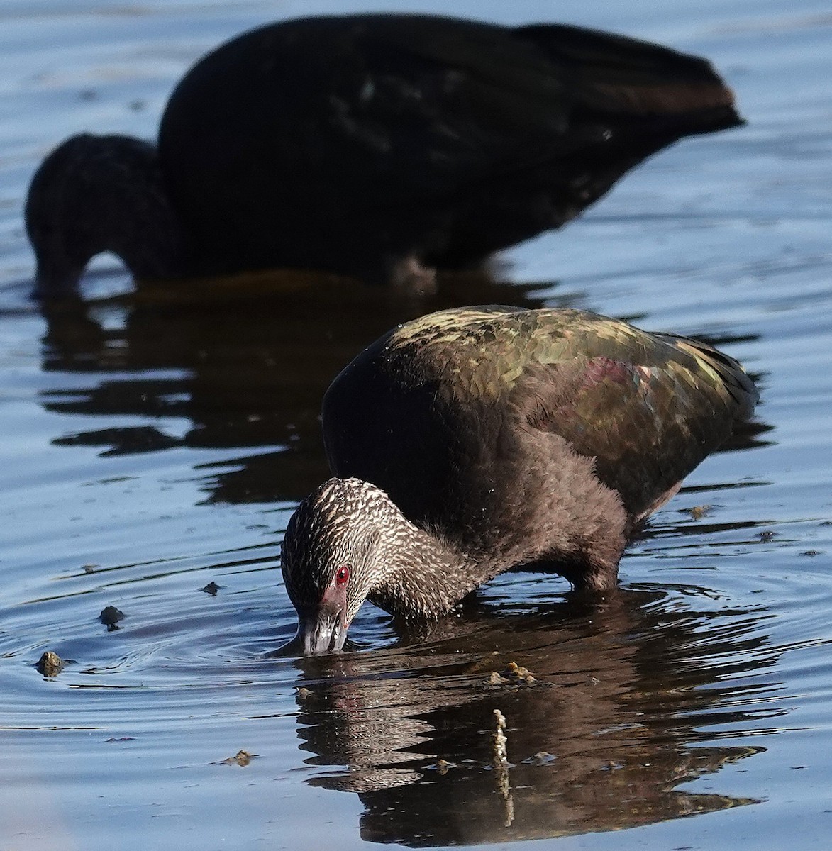 Beltzaran musuzuria - ML645282470