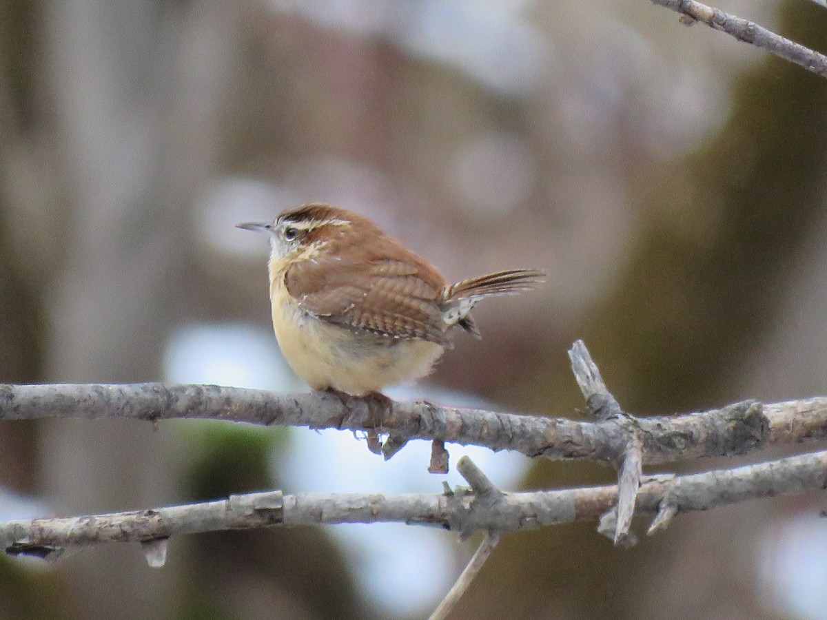 Carolina Wren - ML645282473