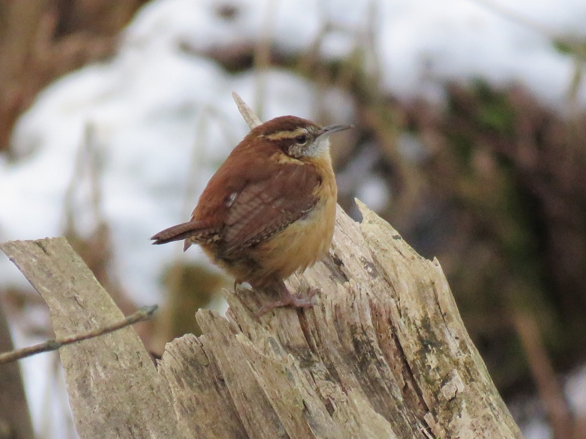 Carolina Wren - ML645282474