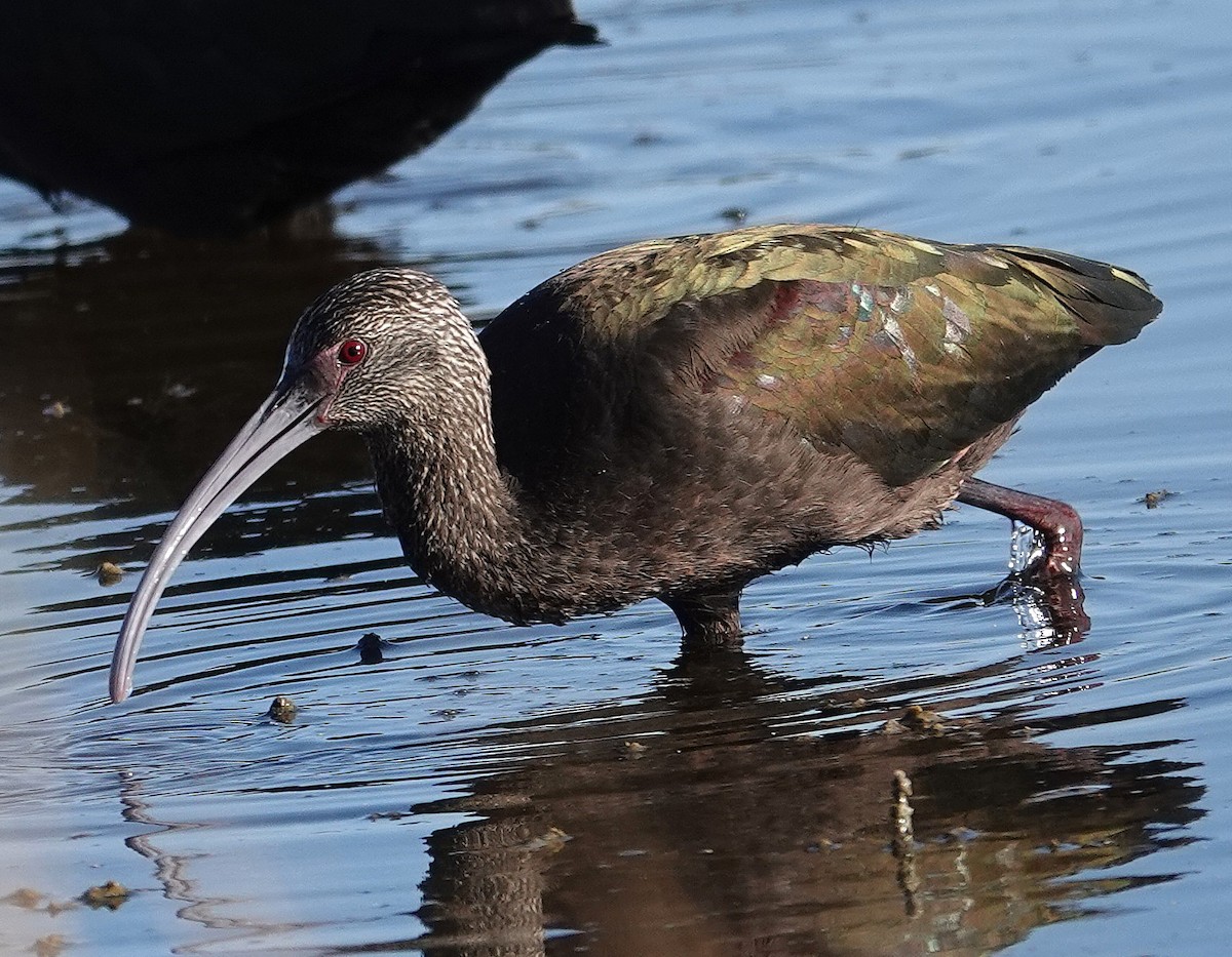 Beltzaran musuzuria - ML645282475