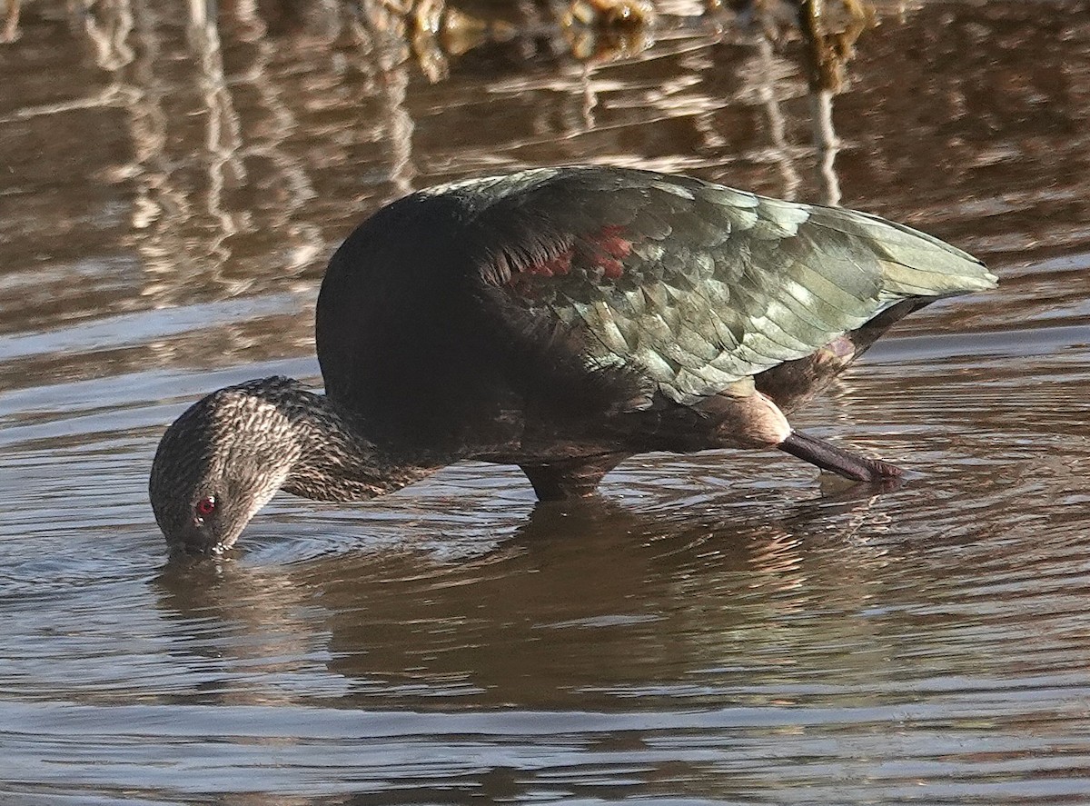 Beltzaran musuzuria - ML645282476