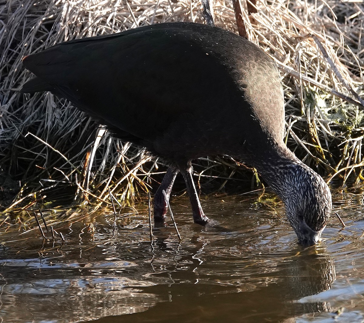 Beltzaran musuzuria - ML645282477