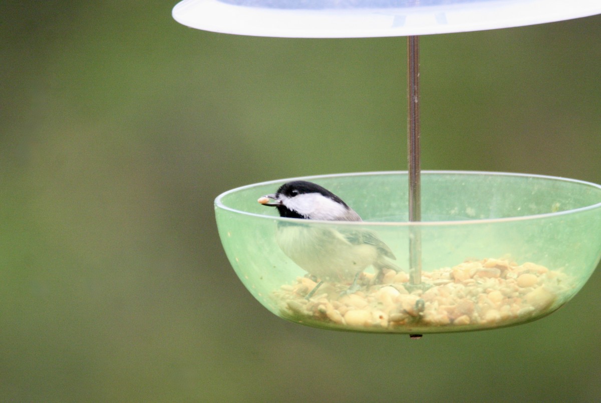 Carolina Chickadee - ML645282482