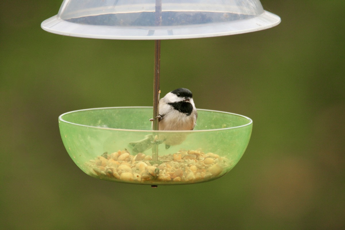 Carolina Chickadee - ML645282483