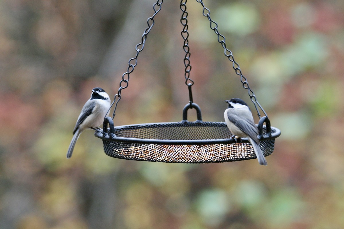 Carolina Chickadee - ML645282484