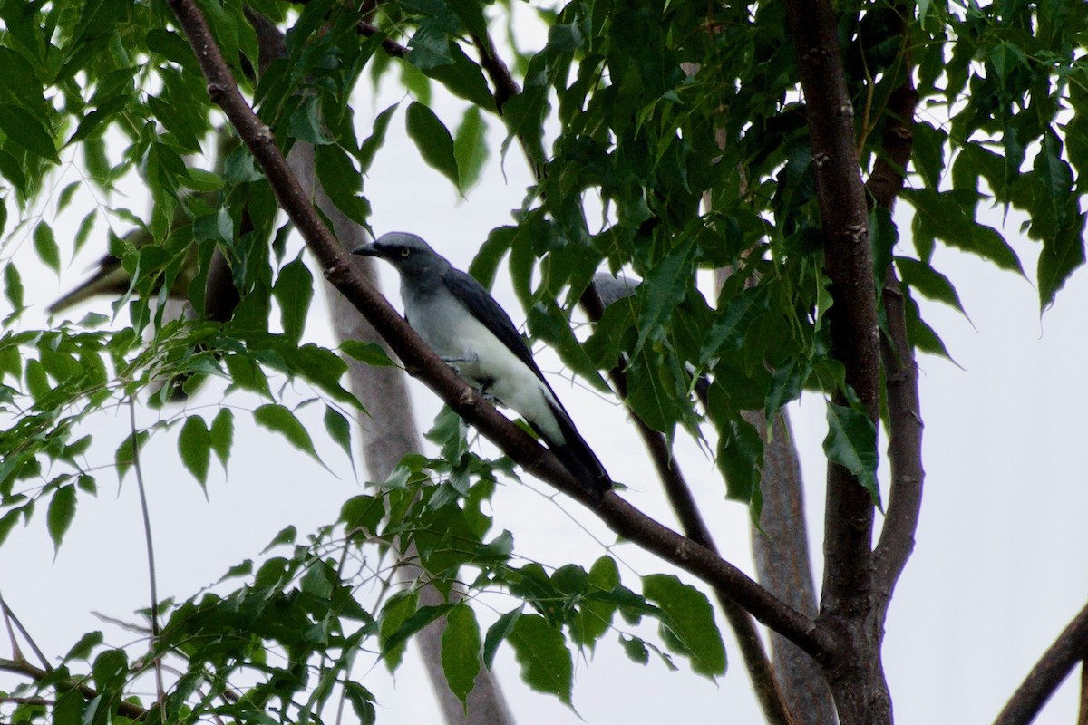 White-rumped Cuckooshrike - ML645282495