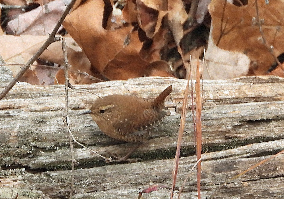 Winter Wren - ML645282501