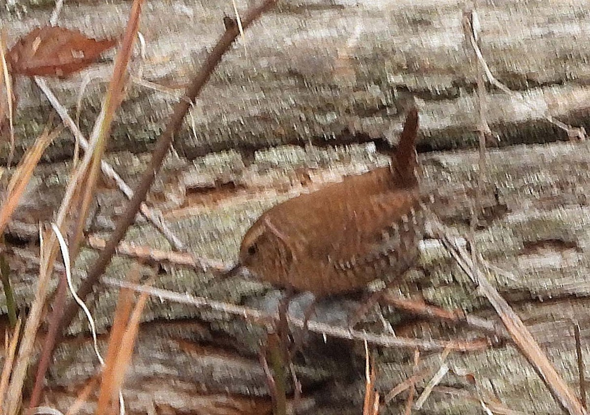 Winter Wren - ML645282503