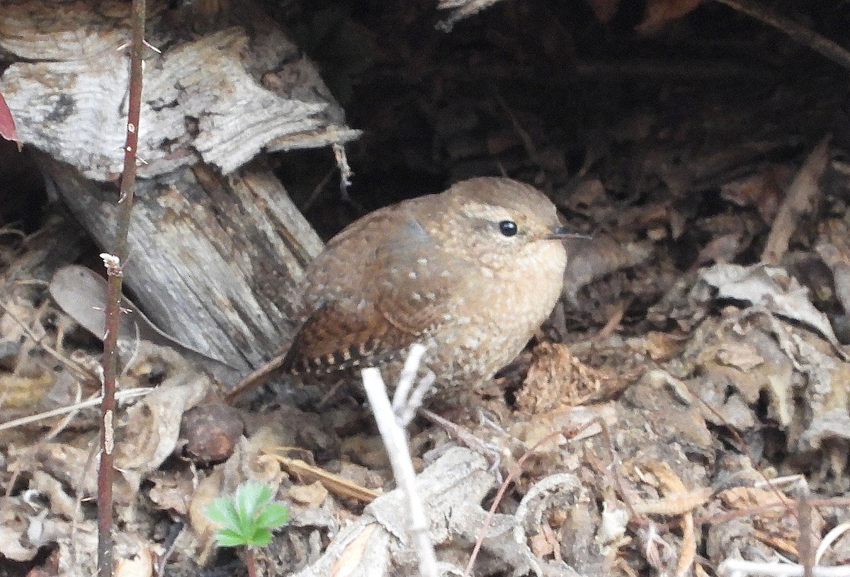Winter Wren - ML645282506