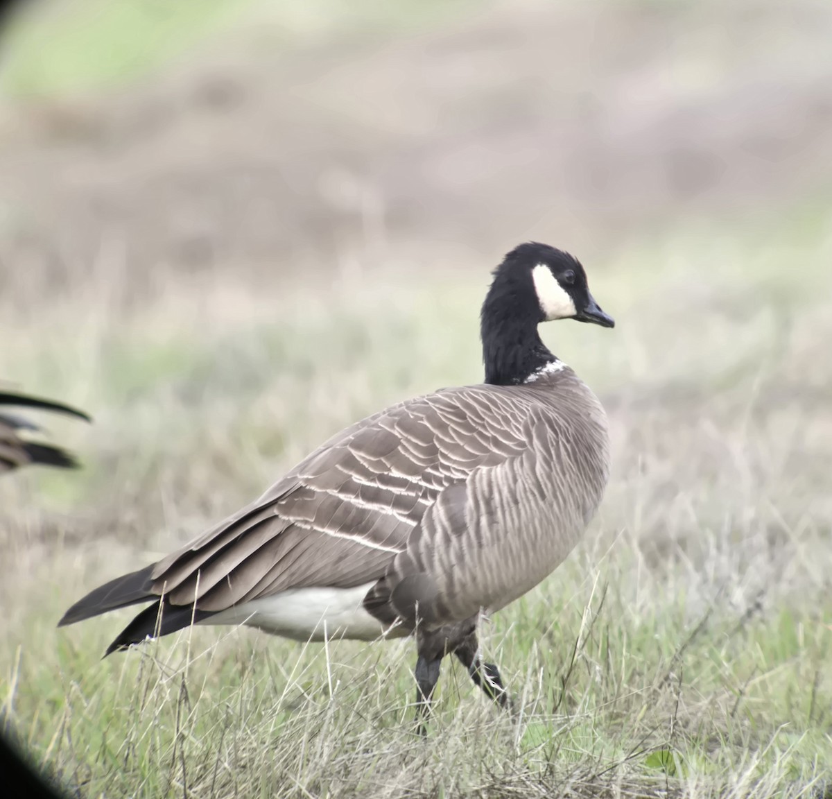 Cackling Goose (Aleutian) - ML645282508