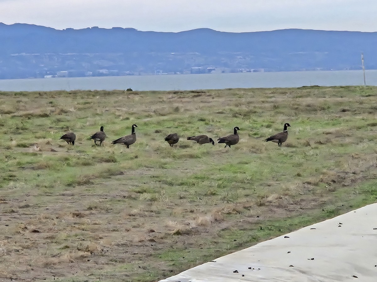 Cackling Goose (Aleutian) - ML645282509