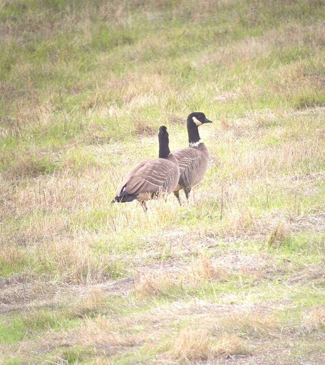 Cackling Goose (Aleutian) - ML645282510