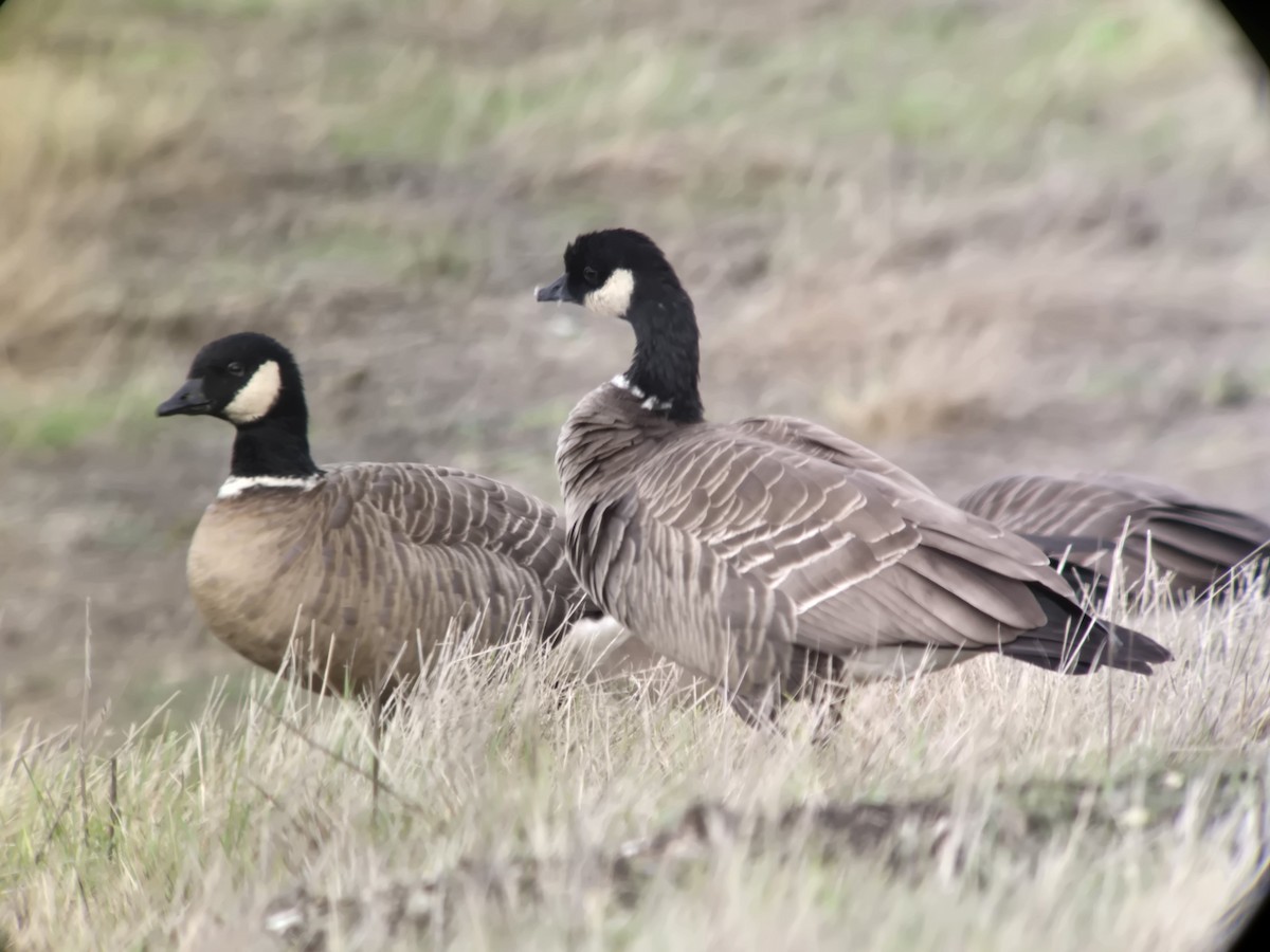 Cackling Goose (Aleutian) - ML645282511