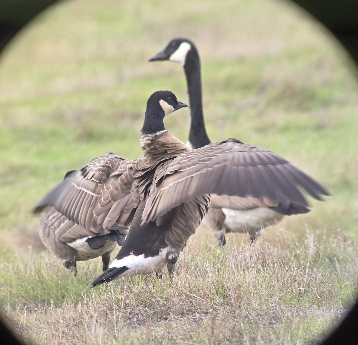 Cackling Goose (Aleutian) - ML645282512