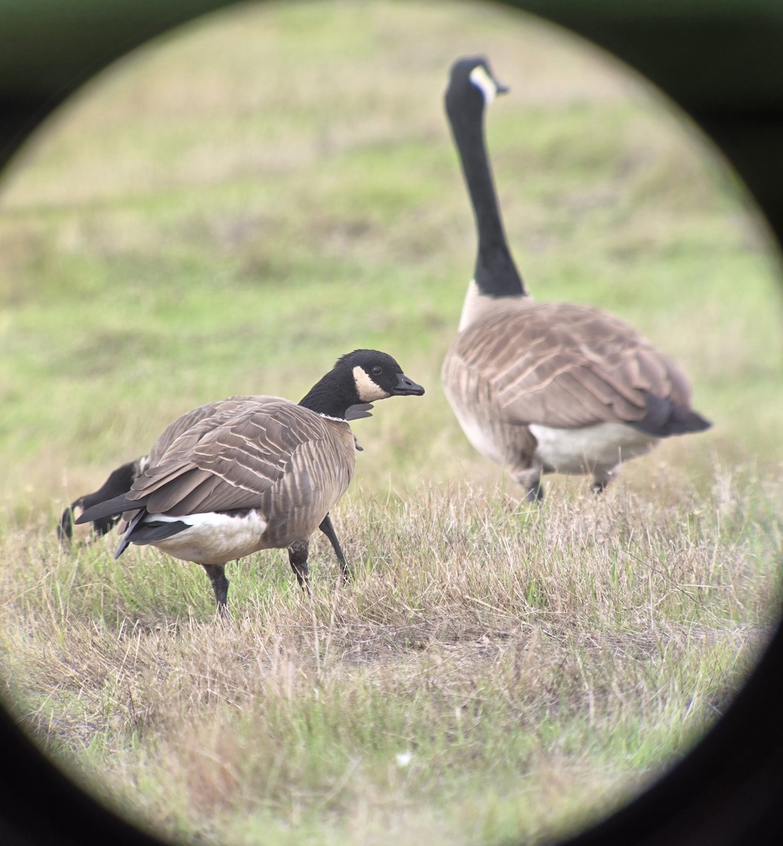 Cackling Goose (Aleutian) - ML645282513