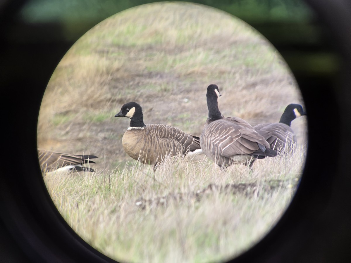 Cackling Goose (Aleutian) - ML645282514