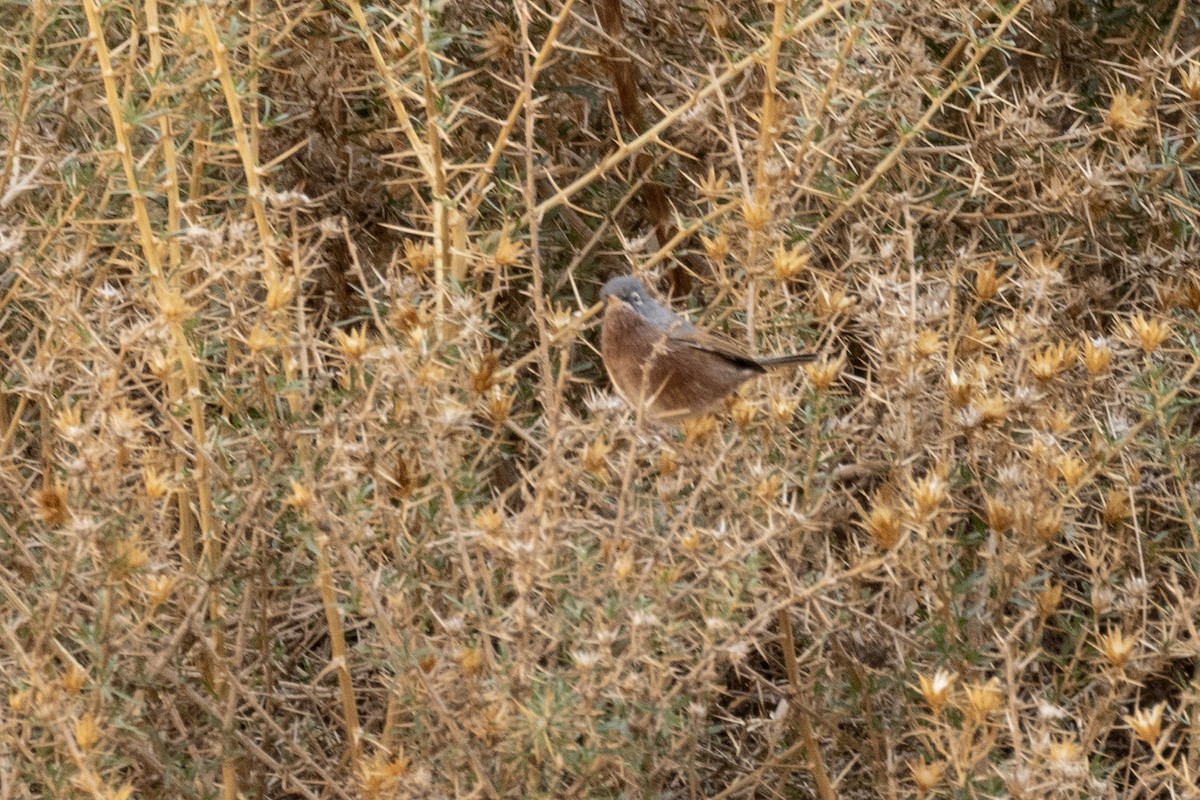 チャバラムシクイ - ML645282516