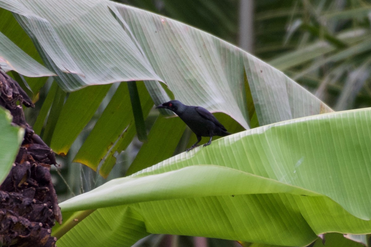 Красноглазый скворец - ML645282517