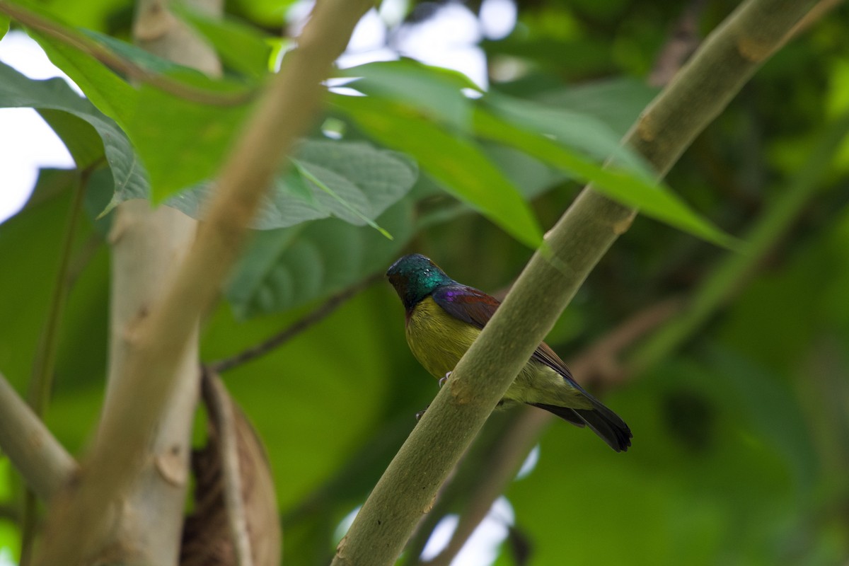 Brown-throated Sunbird - ML645282532