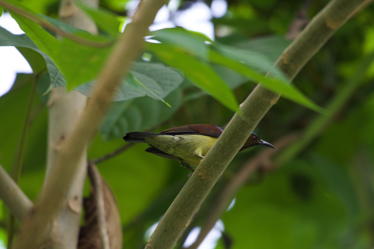 Brown-throated Sunbird - ML645282534