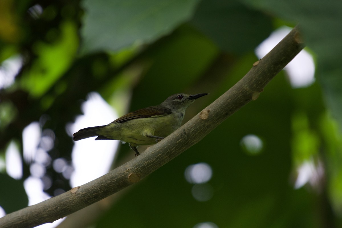 Brown-throated Sunbird - ML645282535