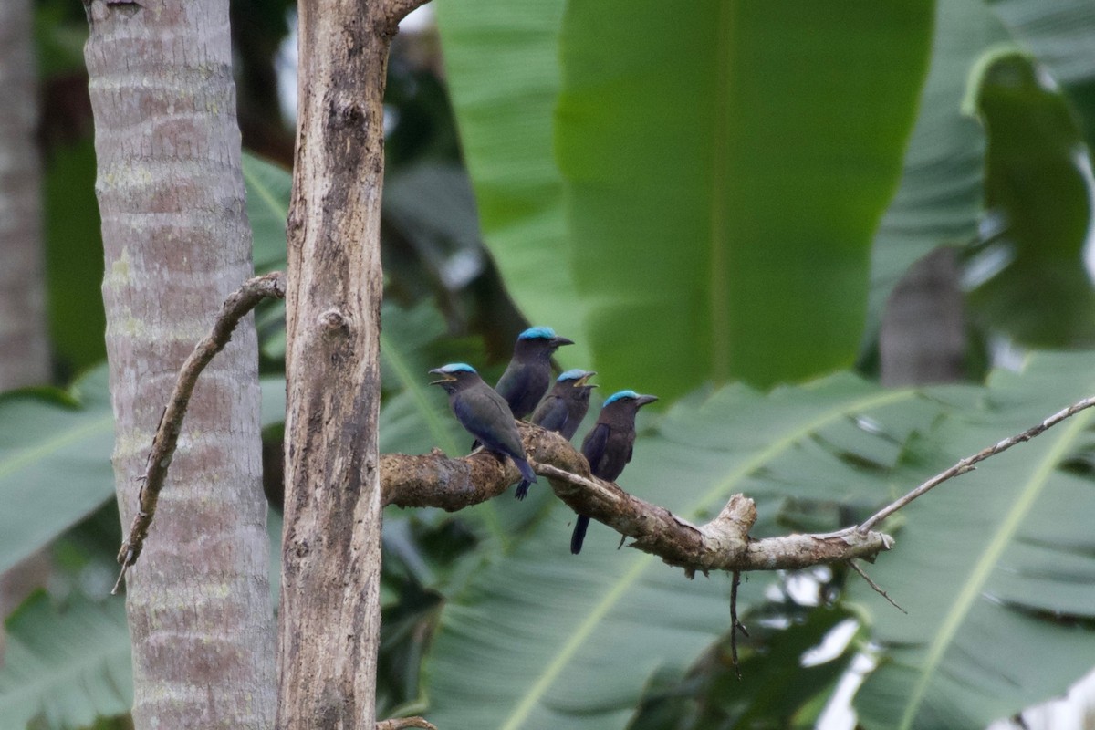 Purple-winged Roller - ML645282546