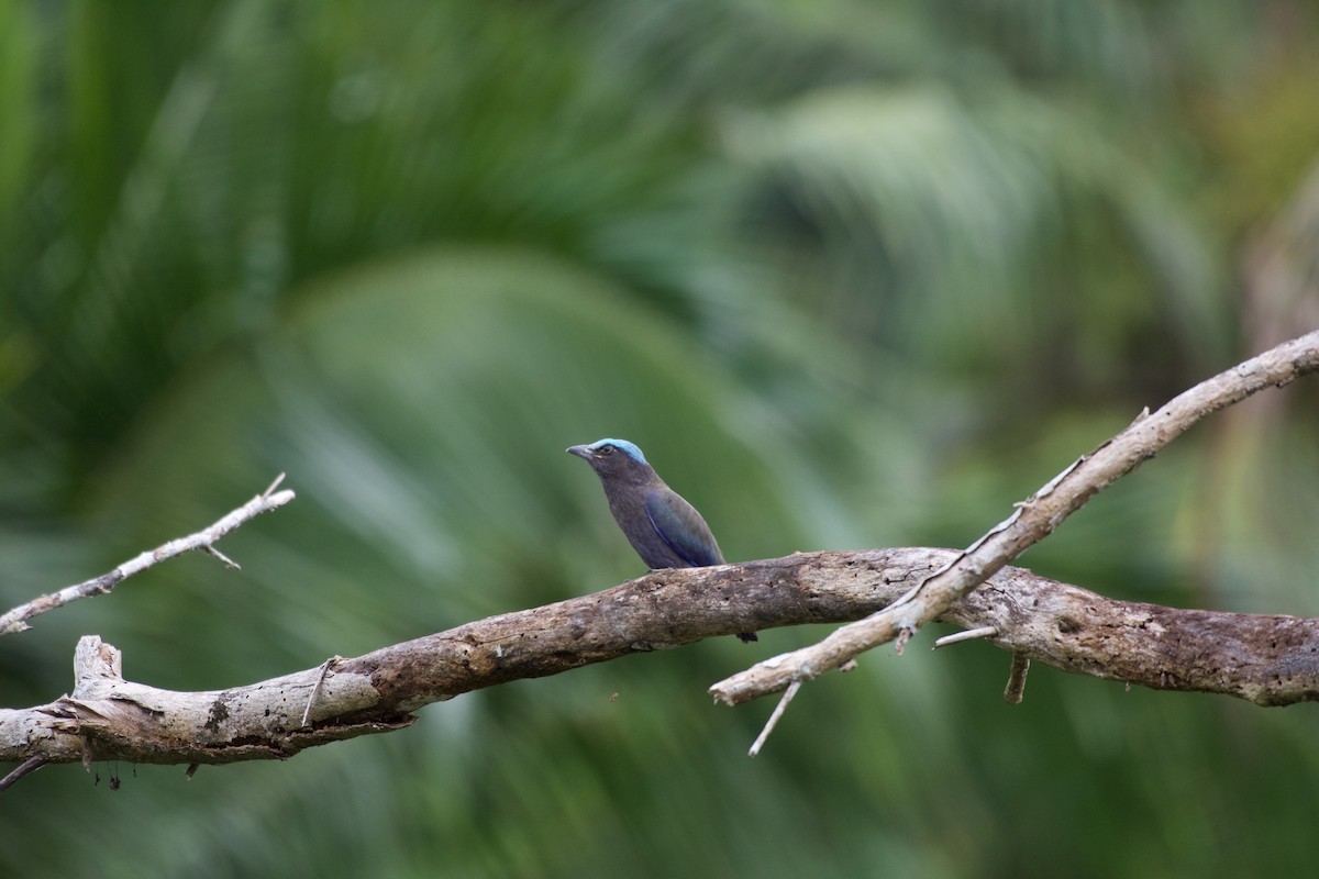 Purple-winged Roller - ML645282547
