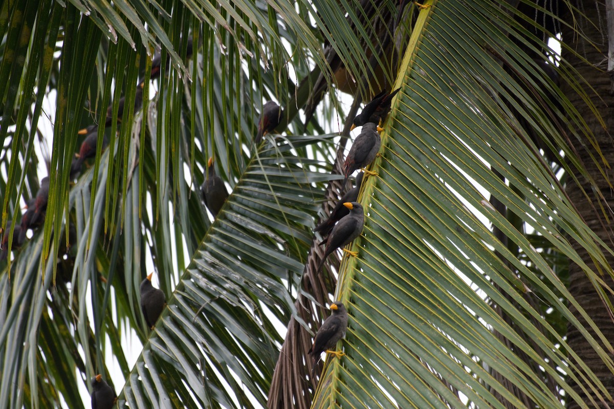 Scissirostre des Célèbes - ML645282589