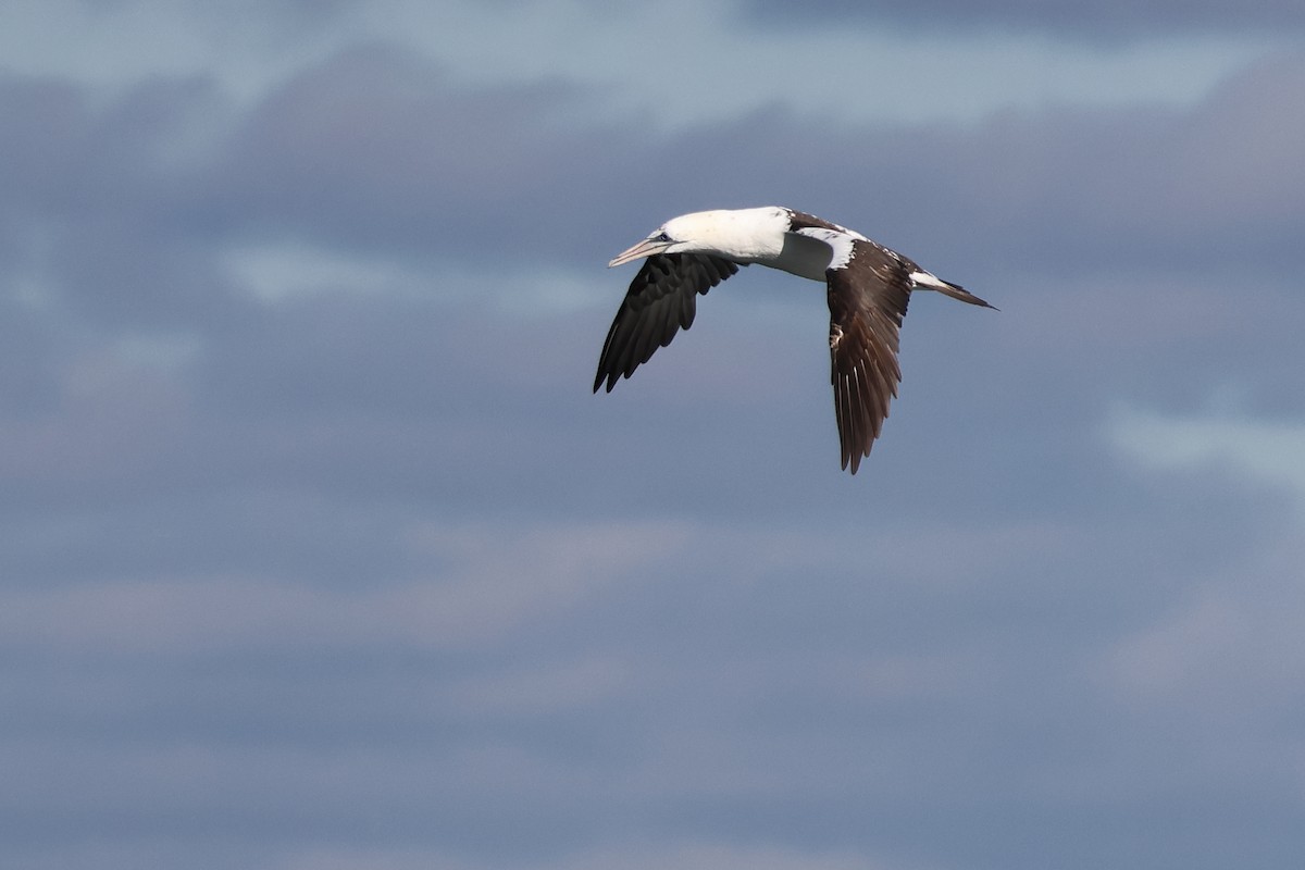 Alcatraz Atlántico - ML645282593