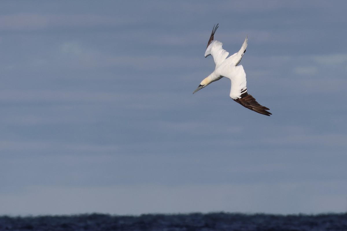 Alcatraz Atlántico - ML645282594