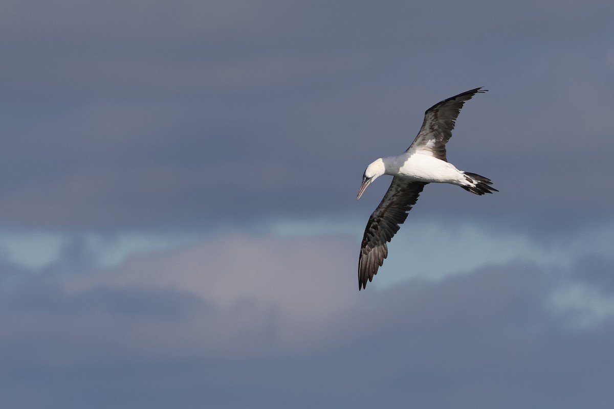 Alcatraz Atlántico - ML645282595