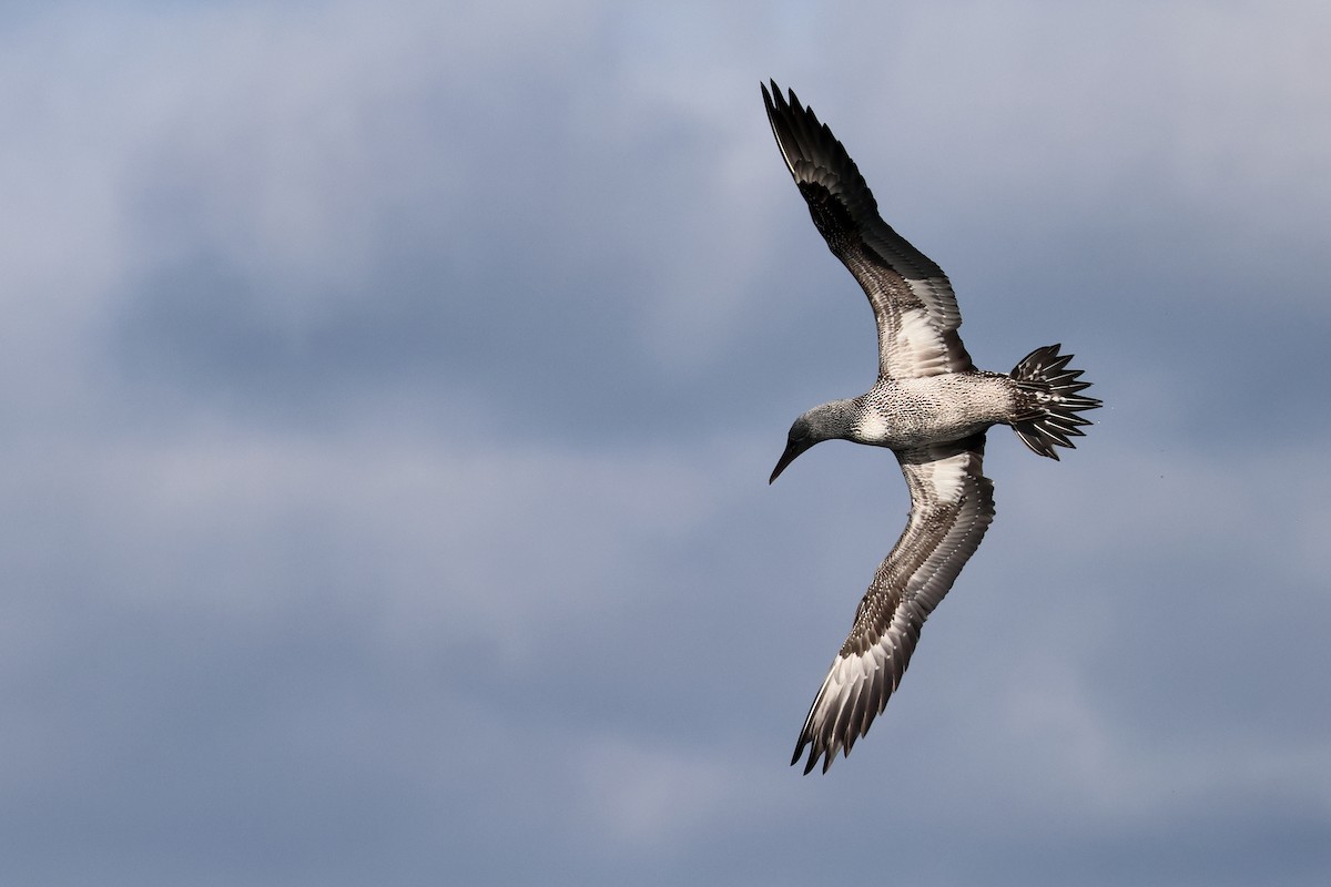 Alcatraz Atlántico - ML645282596