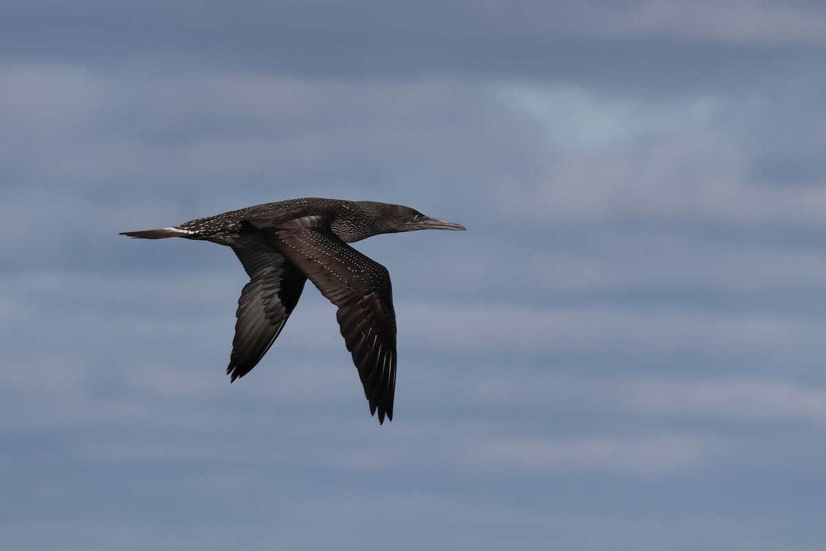 Alcatraz Atlántico - ML645282602