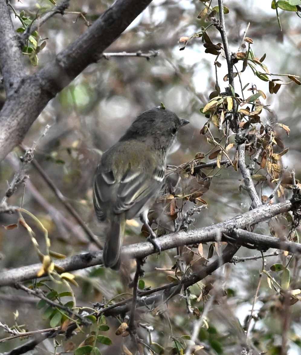 Bell's Vireo - ML645282603