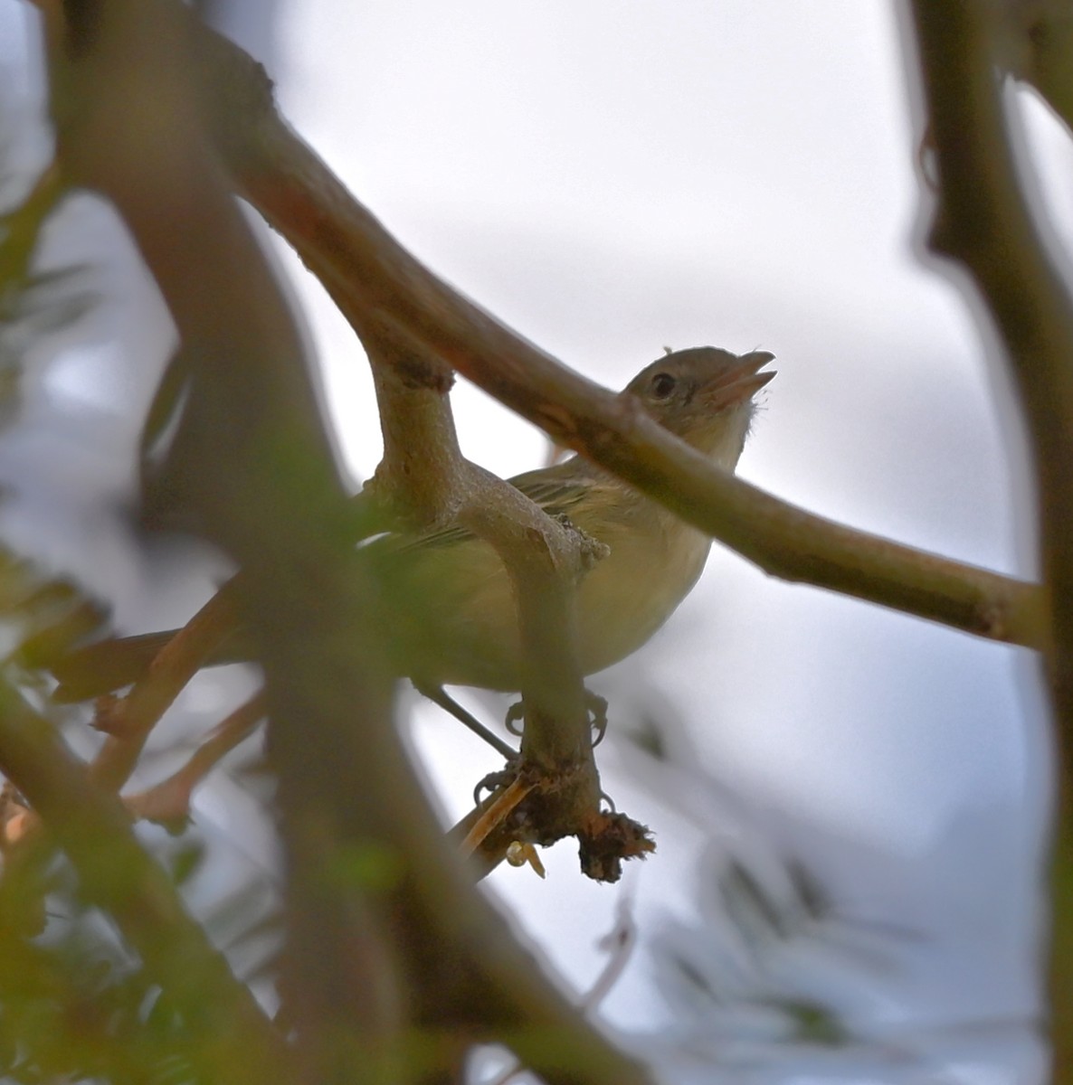 Bell's Vireo - ML645282604