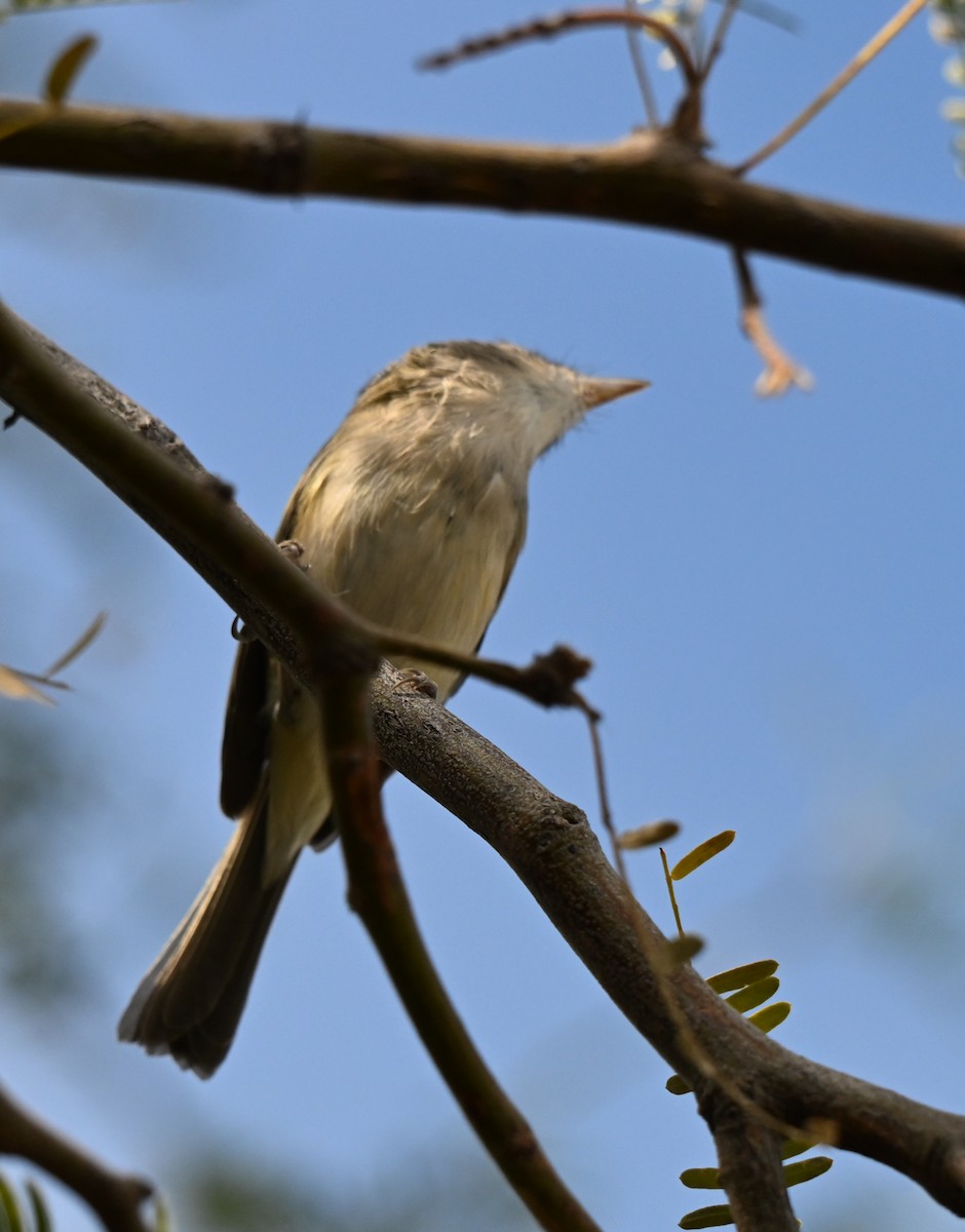 Bell's Vireo - ML645282605