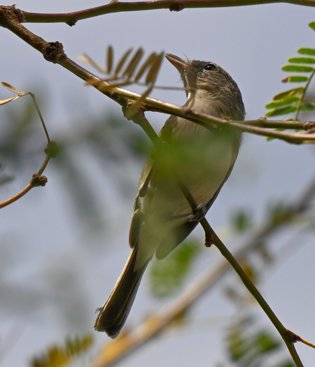 Bell's Vireo - ML645282606