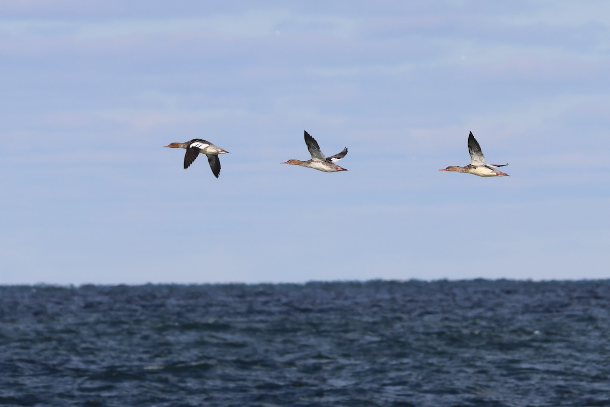 morčák prostřední - ML645282616