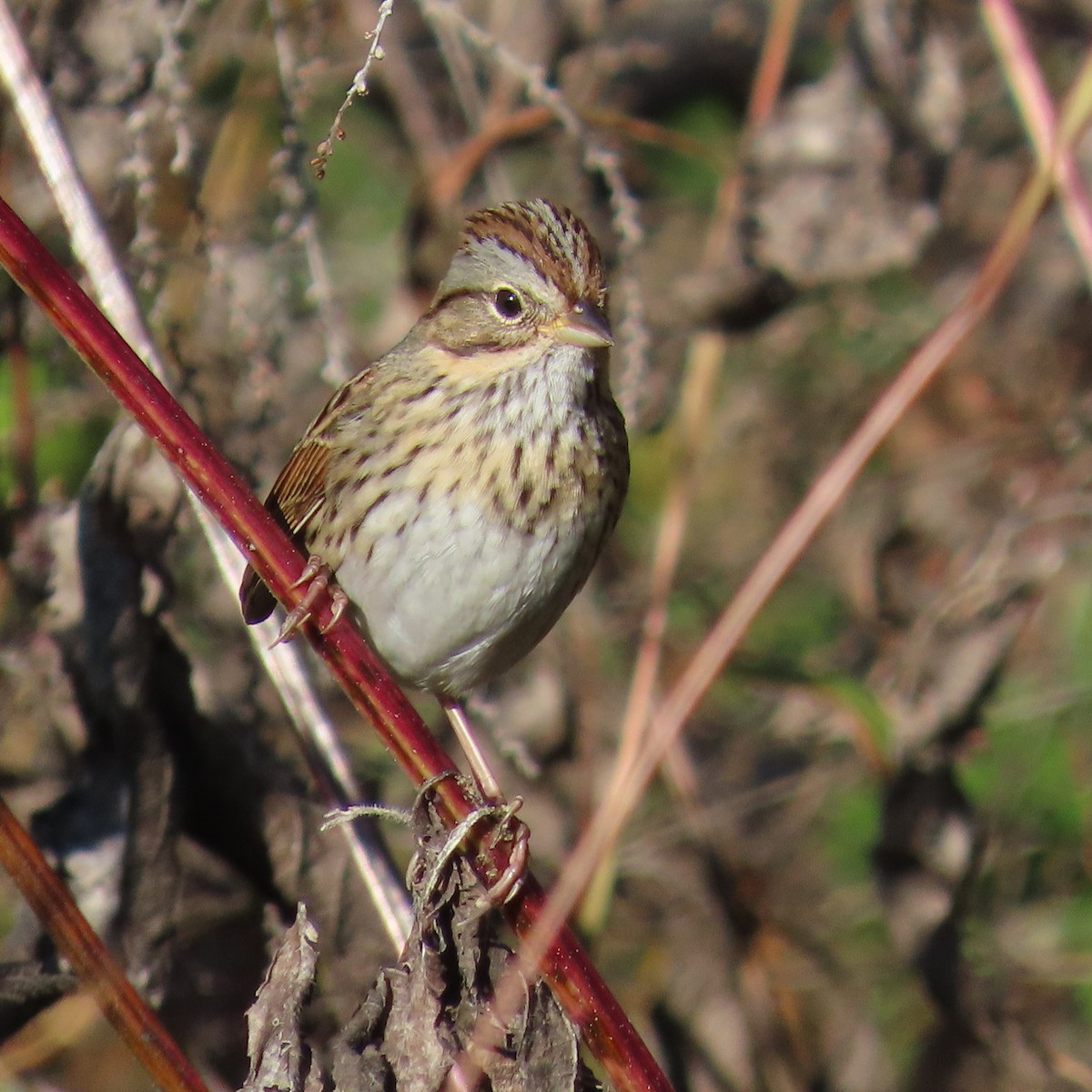 Lincoln's Sparrow - ML645282617